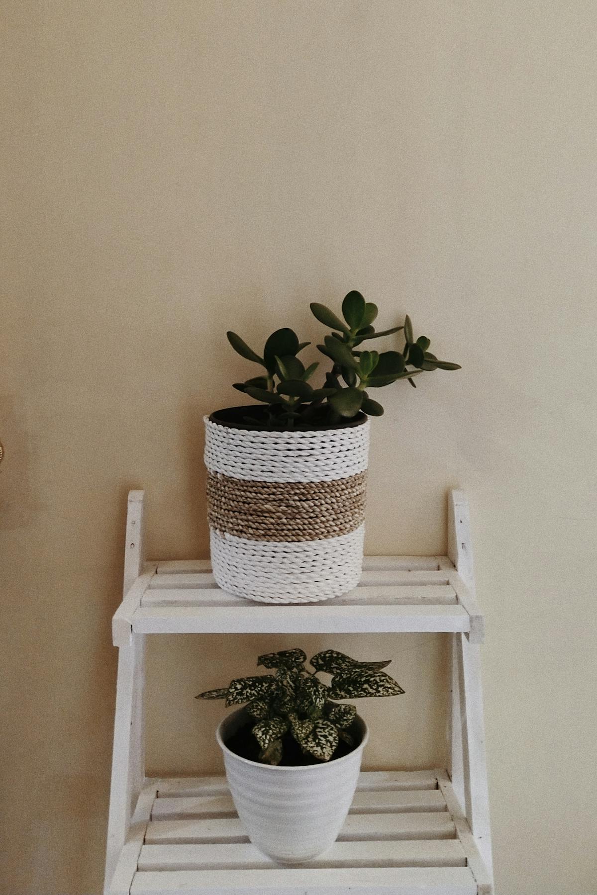 piante decorative