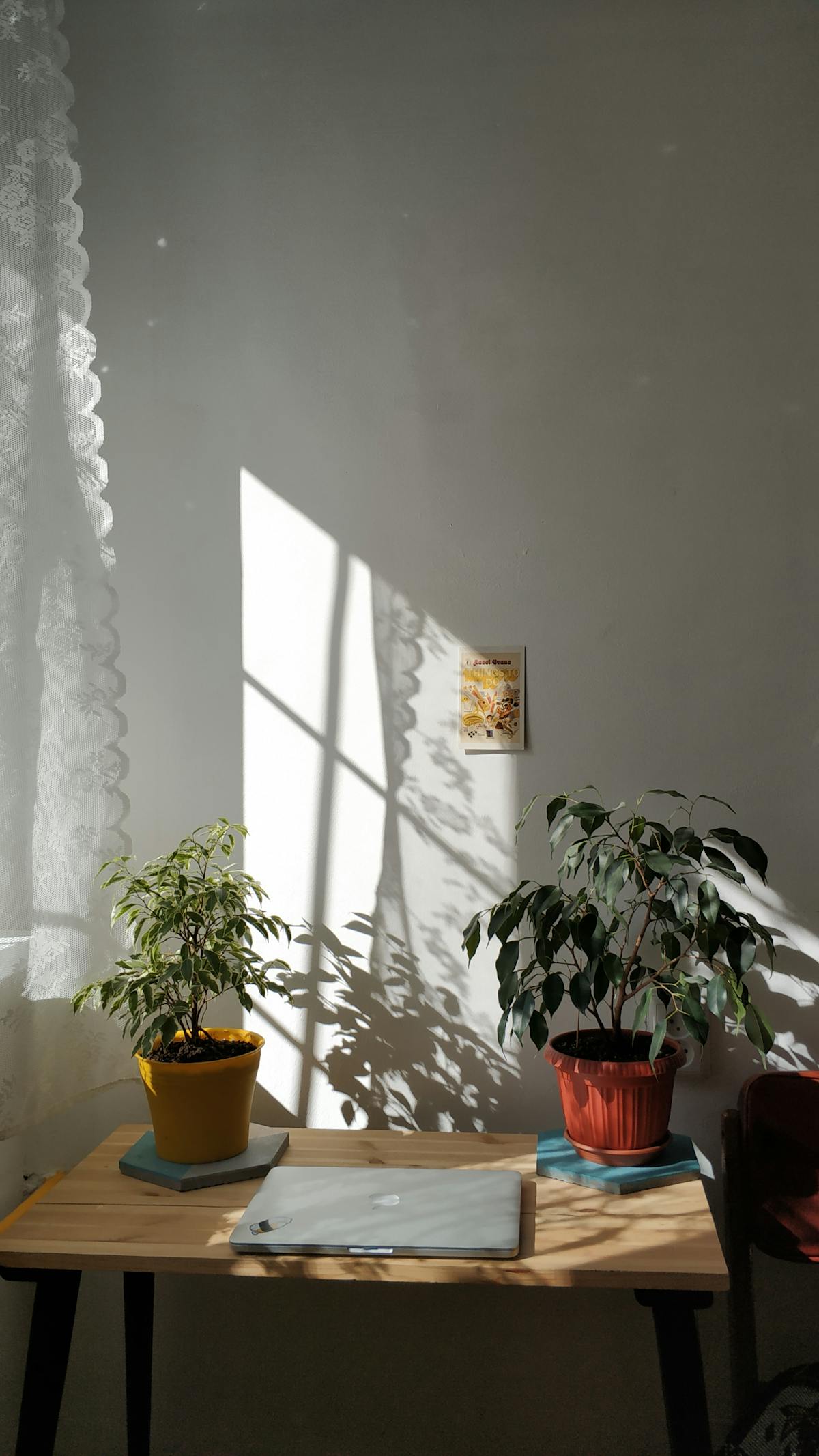 arredare con le piante